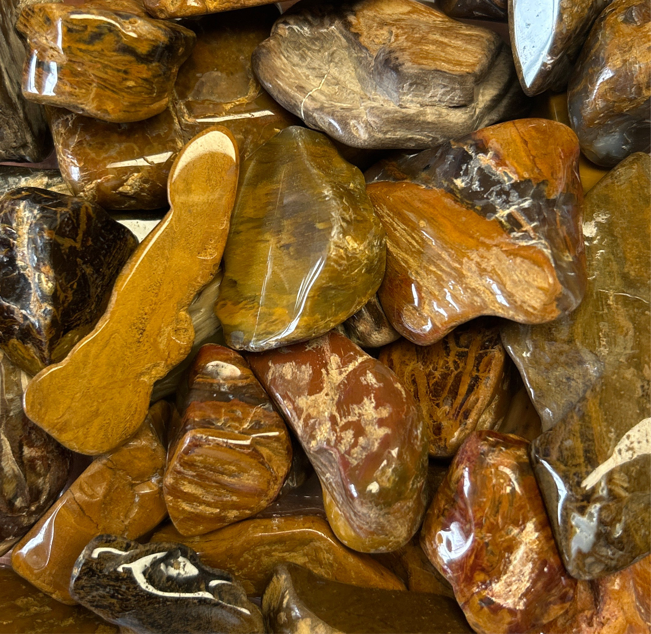 Colorado Petrified Wood Tumbles Large BLT